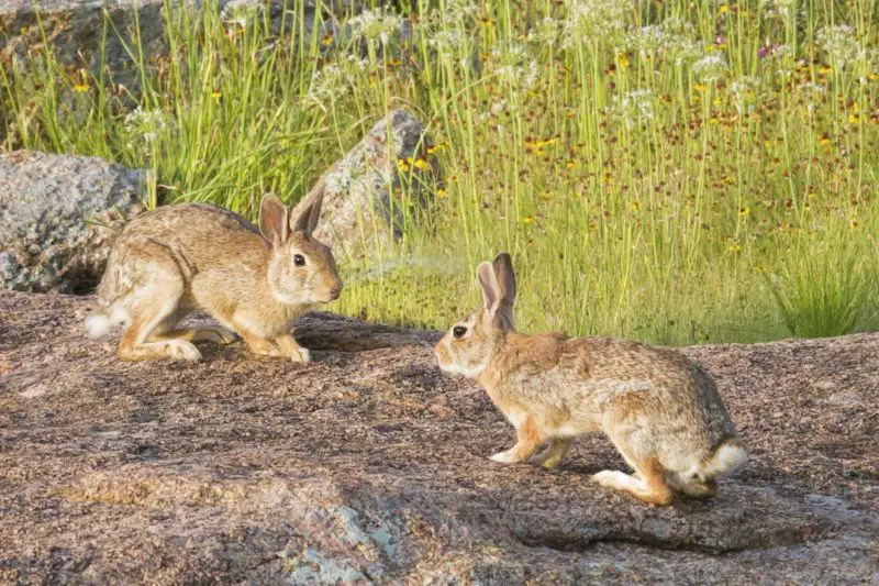 Why does my rabbit pee on me