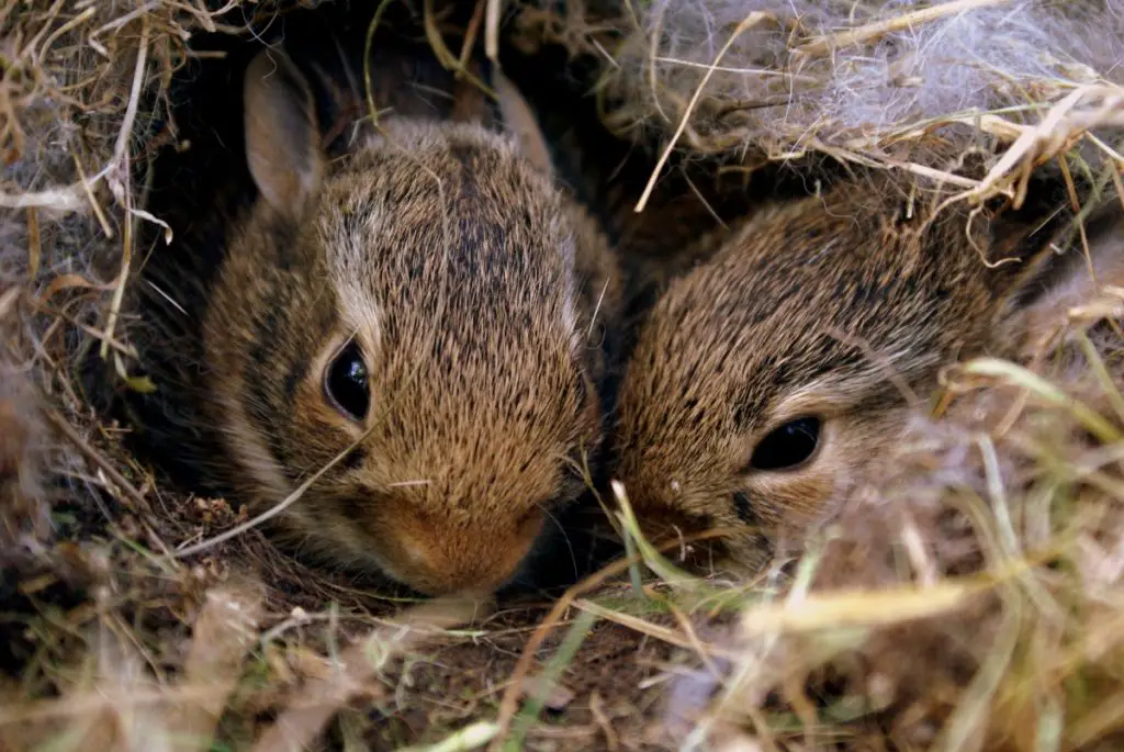 How many rabbits can live together