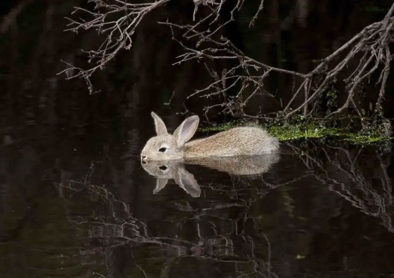 why is my rabbit breathing fast