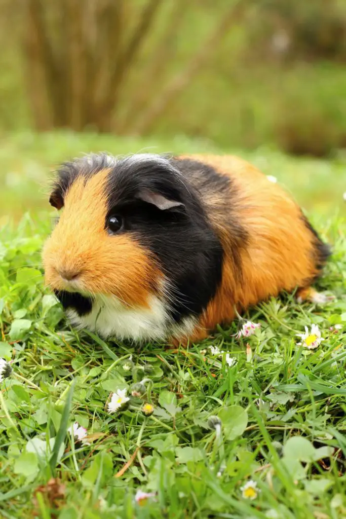 Ways On Holding A Guinea Pig