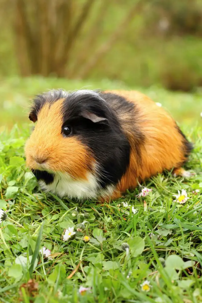 Why Do Guinea Pigs Whistle? Meaning Of Guinea Pig Noises