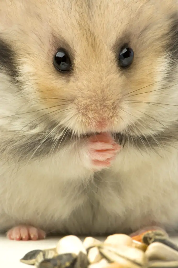 How to Bathe Your Guinea Pig