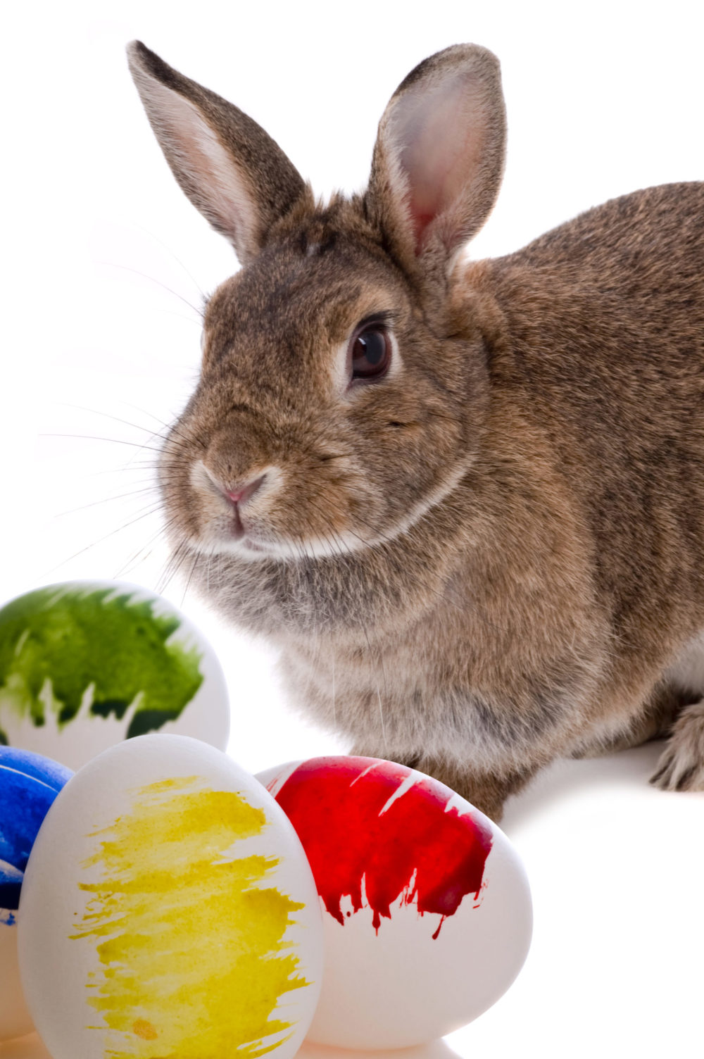 Why Does My Rabbit Pee On Me? In 5 Simple Easy Terms! PetCosset