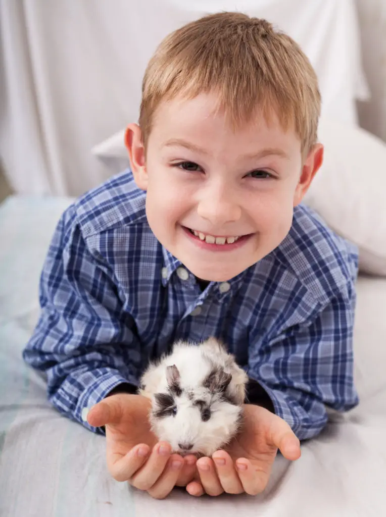 Pairing Guinea Pigs