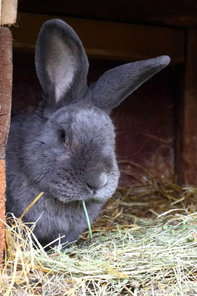 How To Fatten Up A Rabbit? 4 Great Foods To Feed Them! - PetCosset