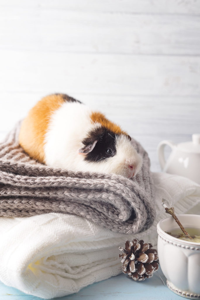 Are The Squeaks Of Guinea Pigs Good Or Bad?