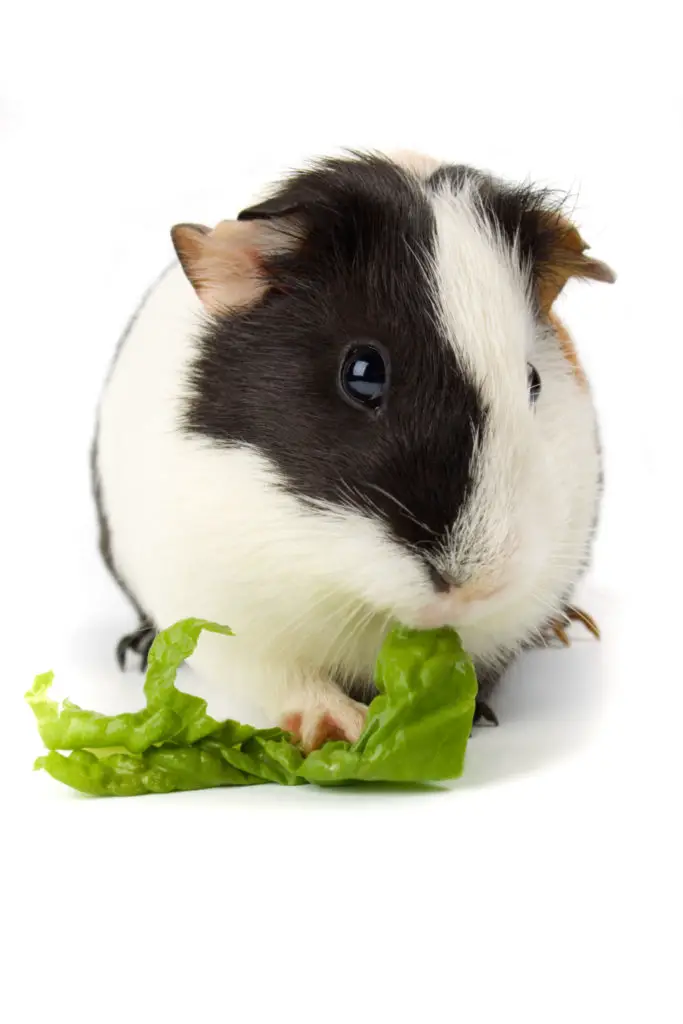 How To Train Guinea Pigs To Come To You