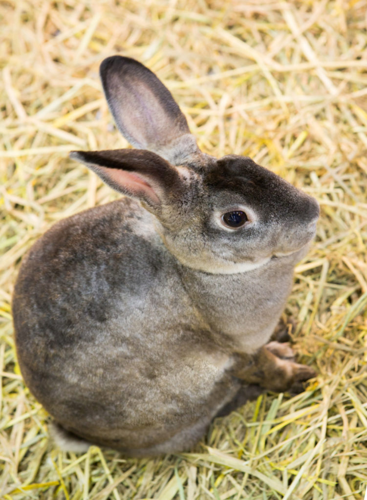 have pet rabbit spayed or neutered