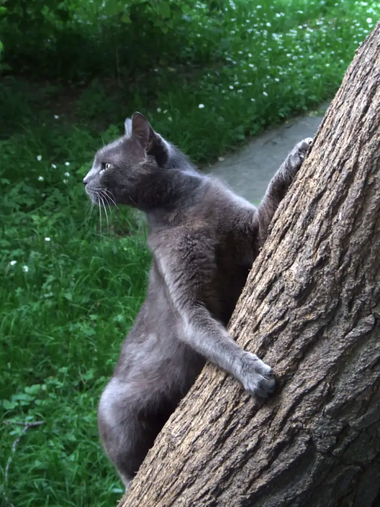 how to keep raccoons out of cat food