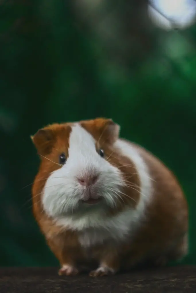 How To Clean Guinea Pig Water Bottle