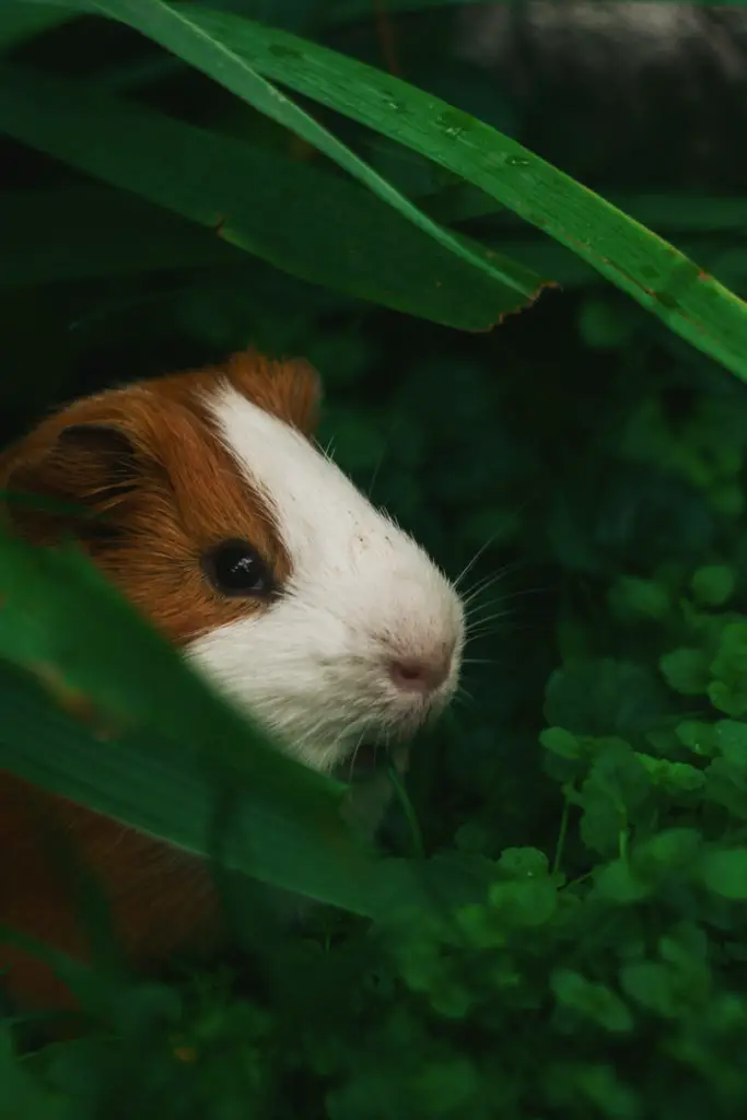 Is Shaking A Normal Behavior Among Guinea Pigs