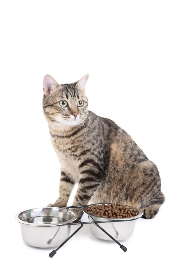 How To Get A Cat To Eat After Tooth Extraction 7 Easy Ways