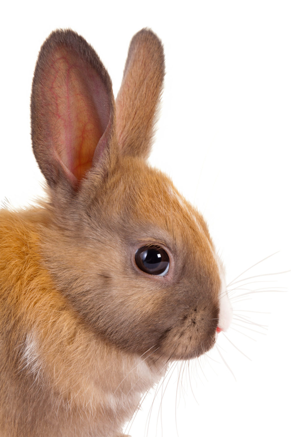 How To Clean Rabbits Feet? 7 Easy Steps To Do That! PetCosset