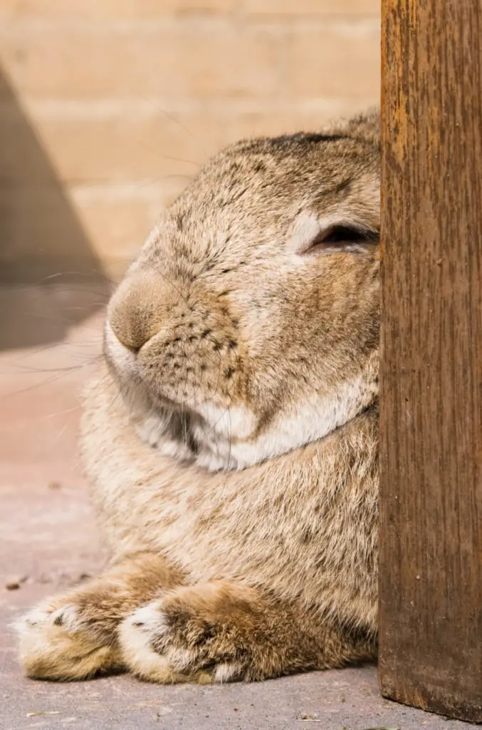 What Is A Rabbit Binky