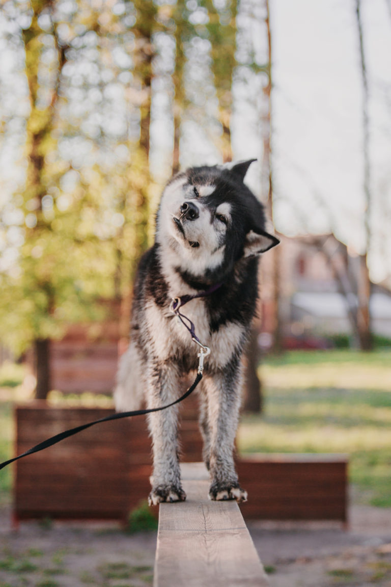 Why Does My Dog Hack After Drinking Water? 6 Reasons PetCosset