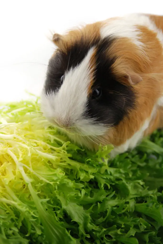 Bathing Your Guinea Pigs Without Using A Shampoo