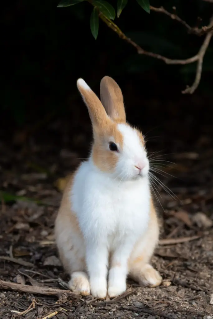 Reasons Why Rabbits Twitch Their Noses