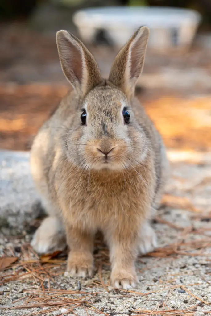 Why do rabbits binky