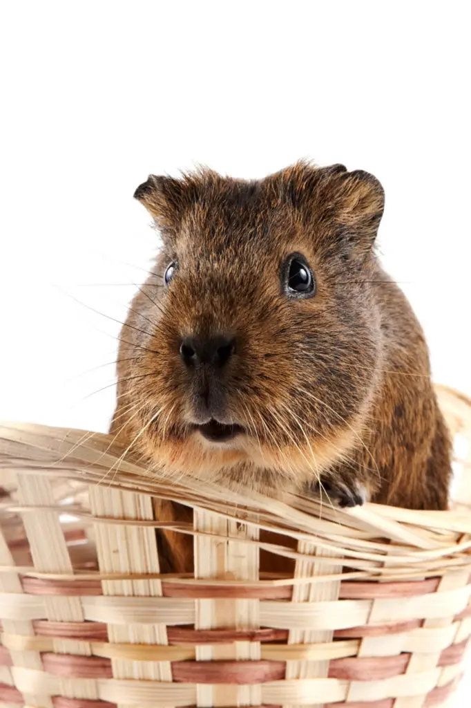 Most Common Reasons For A Guinea Pigs Shaking