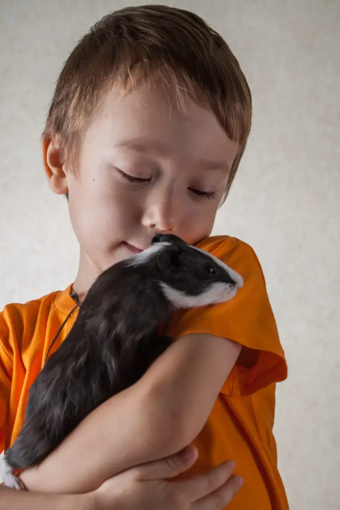 Signs That Guinea Pigs Are Bored