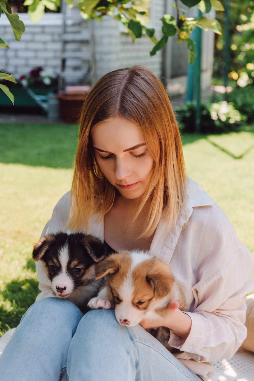 Why Does My Dog Eat Tissues? Here’s the Explanation!