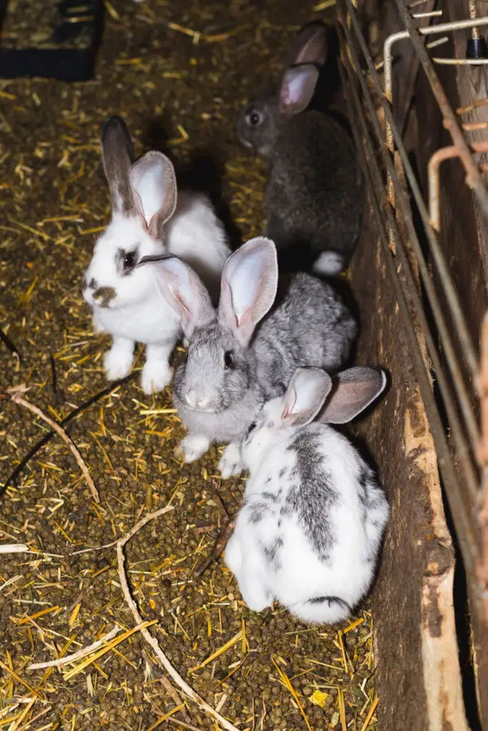how many rabbits can live together