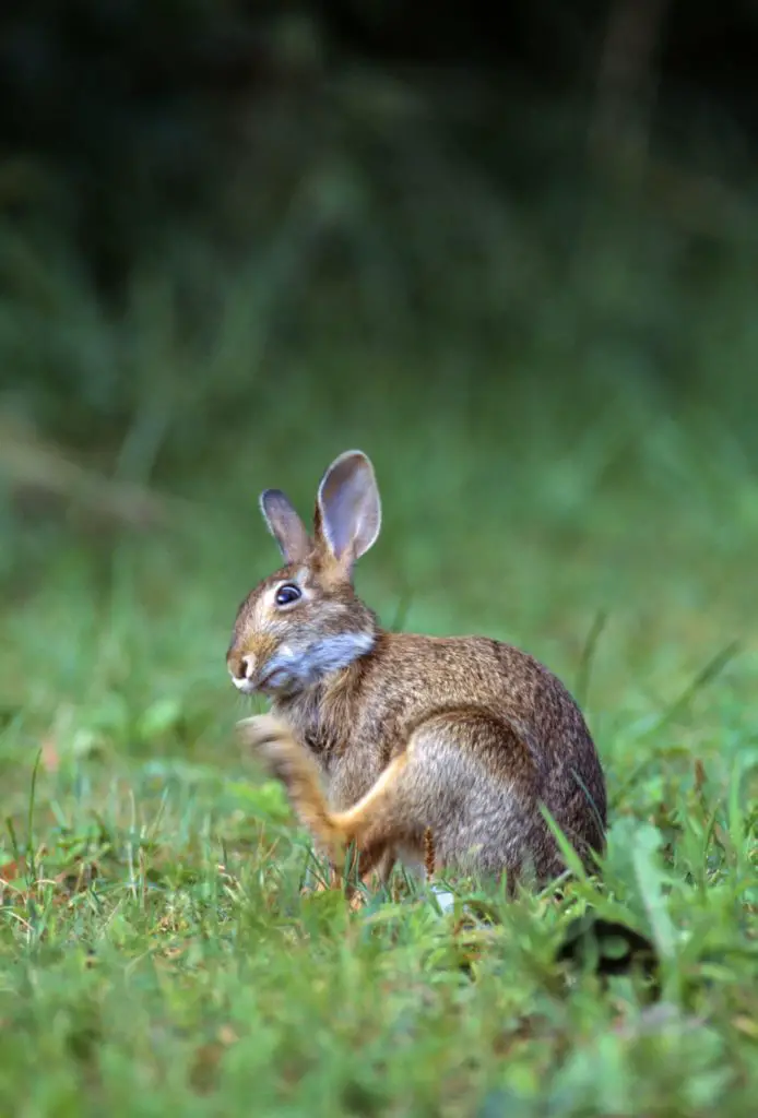 Easy Tips On How To Clean The Rabbit's Feet