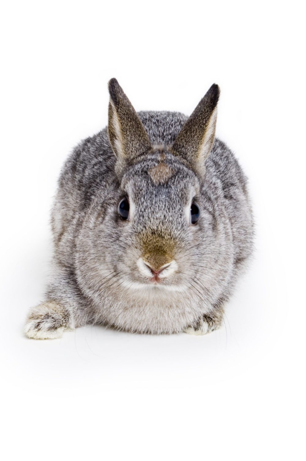 How To Clean Rabbits Feet? 7 Easy Steps To Do That! PetCosset