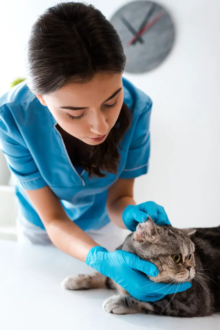 How To Get A Cat To Eat After Tooth Extraction 7 Easy Ways
