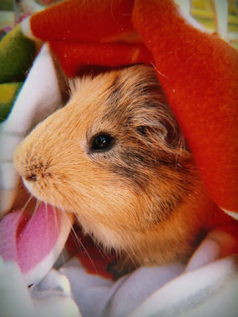 4 Steps On How To Make Guinea Pigs' Bed
