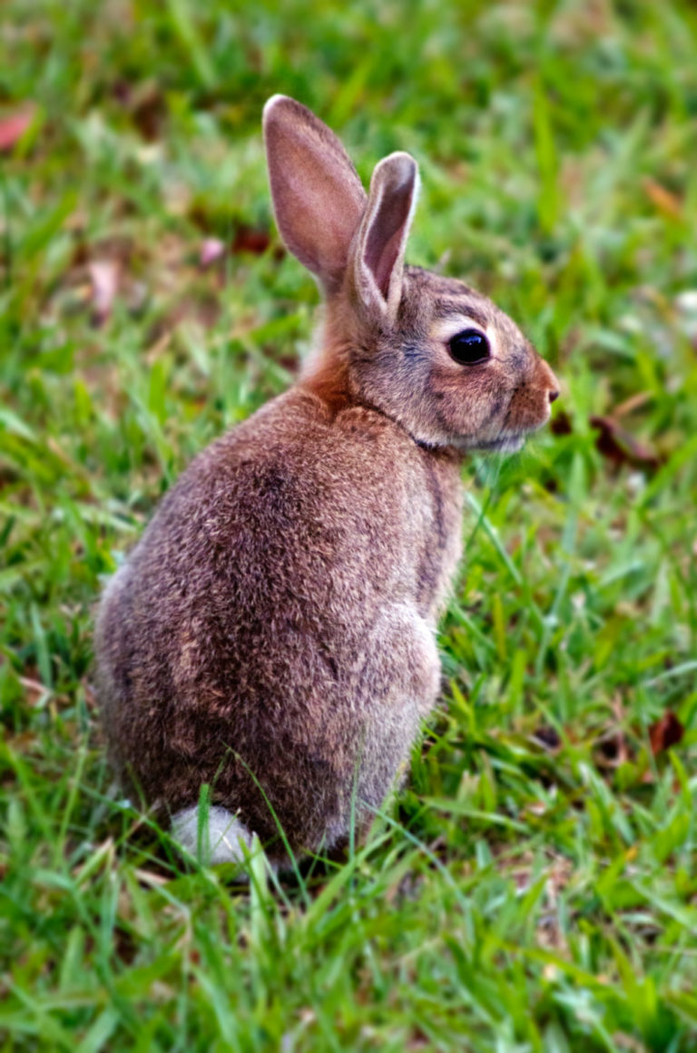 Why Does My Rabbit Pee On Me? In 5 Simple Easy Terms! PetCosset