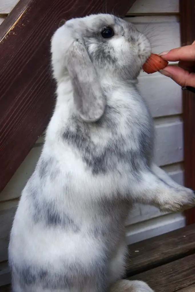 how to fatten up a rabbit