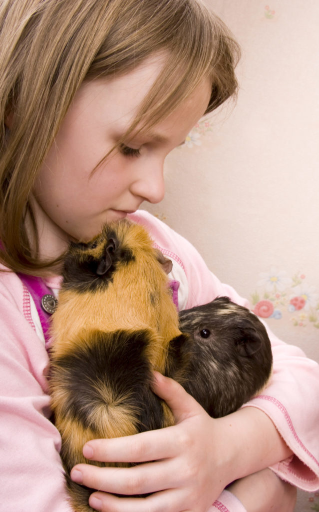 When To Separate Guinea Pigs? Signs That You Need To Separate Your Guinea Pigs