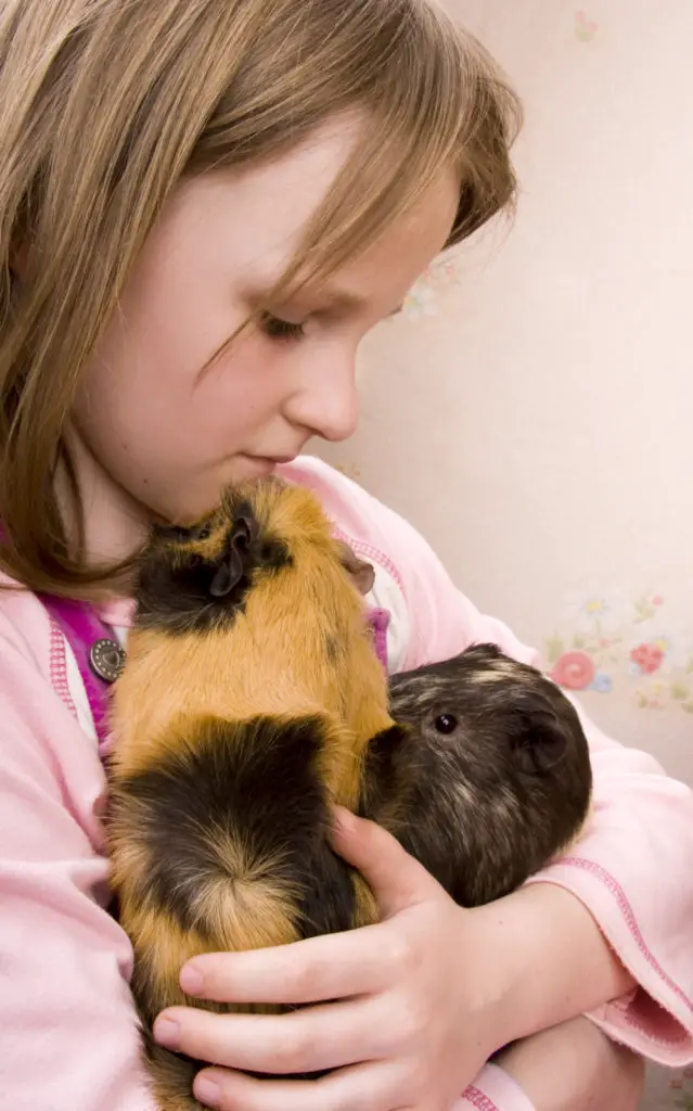 Ways To Make Guinea Pigs Happy