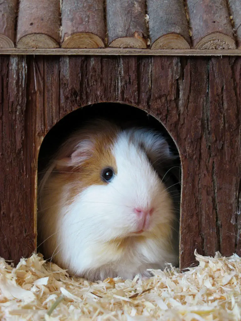 Things You Should Do When Guinea Pigs Are Fighting