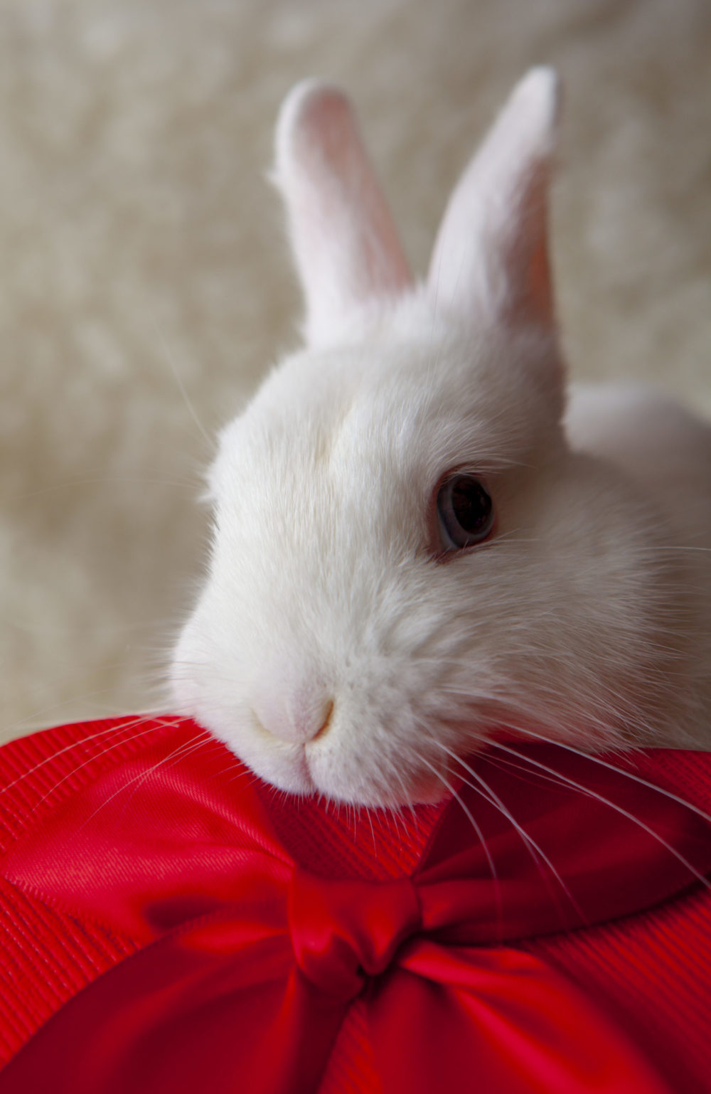 Why Do Rabbits Twitch Their Noses? In 4 Easy Terms! PetCosset