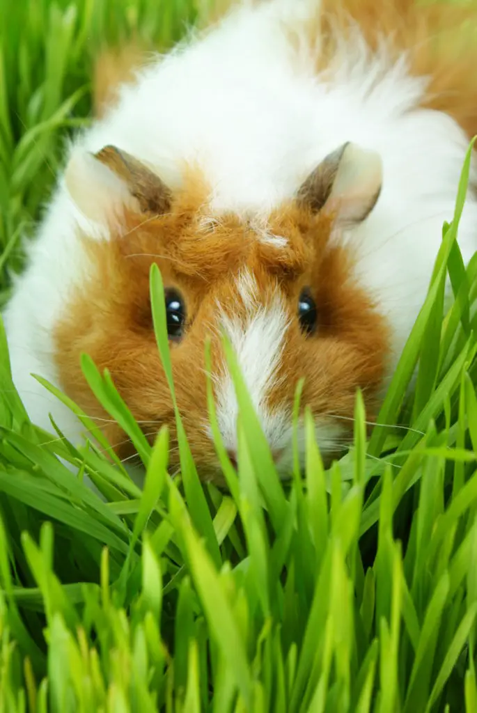 how to bathe a guinea pig without shampoo