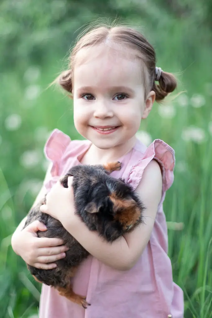 How Can You Tell If A Guinea Pig Is Happy