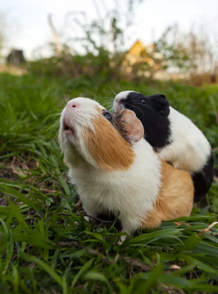 How To Stop You Guinea Pig From Biting You