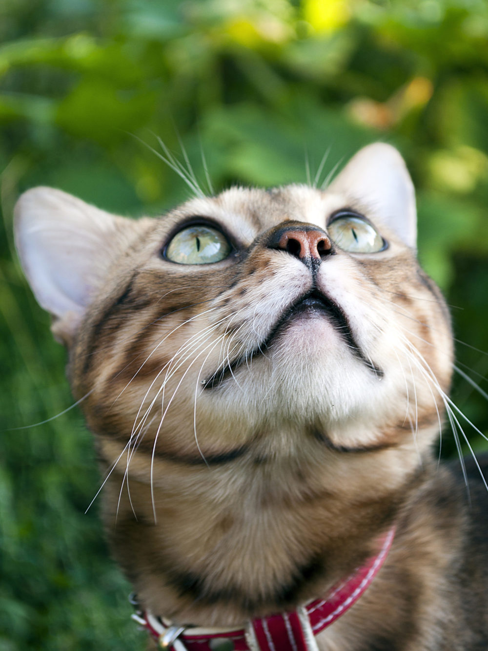 How To Keep Raccoons Out Of Cat Food 6 Effective Tips