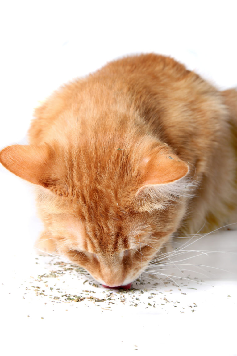 How To Restrain A Cat For Grooming? 4 Useful Methods