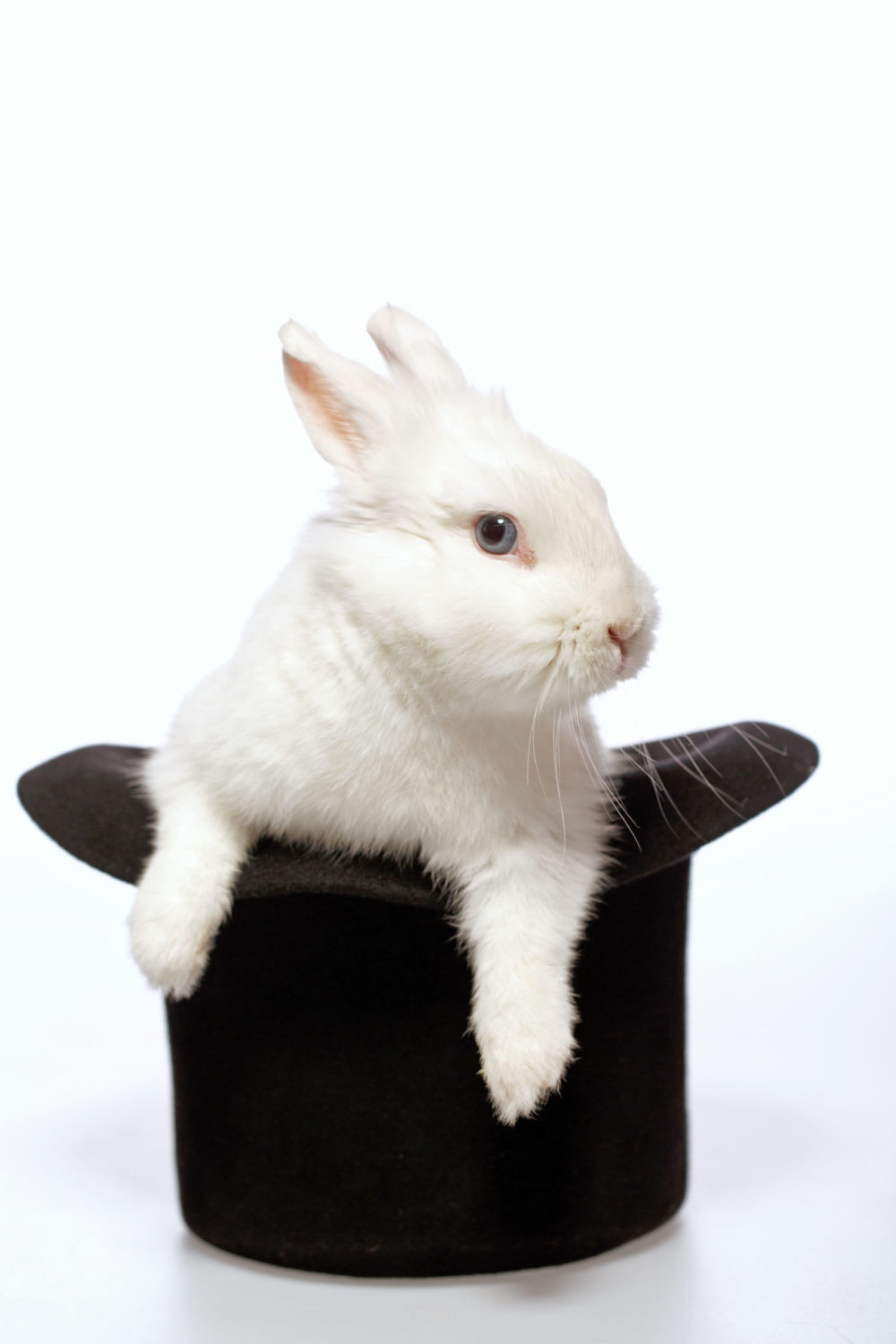 Why Does My Rabbit Pee On Me? In 5 Simple Easy Terms! PetCosset