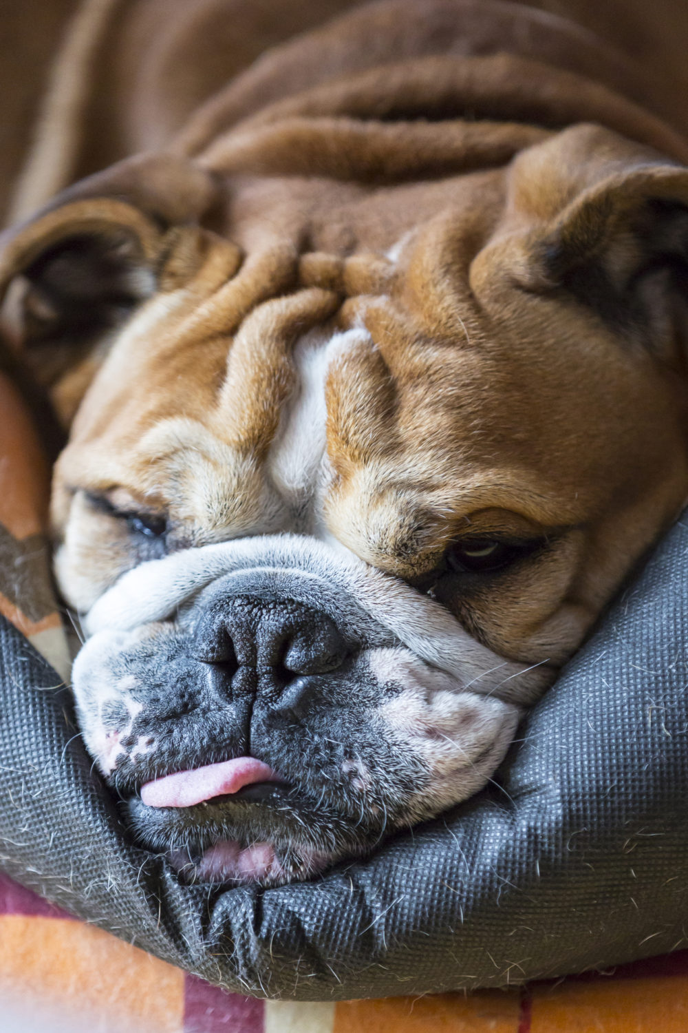 Why Does My Dog Stick His Tongue Out? 5 Possible Reasons