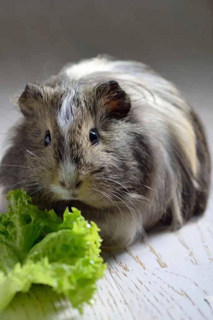 why do guinea pigs whistle