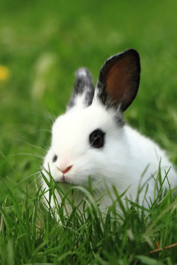 When Does A Rabbit Stops Twitching Its Nose
