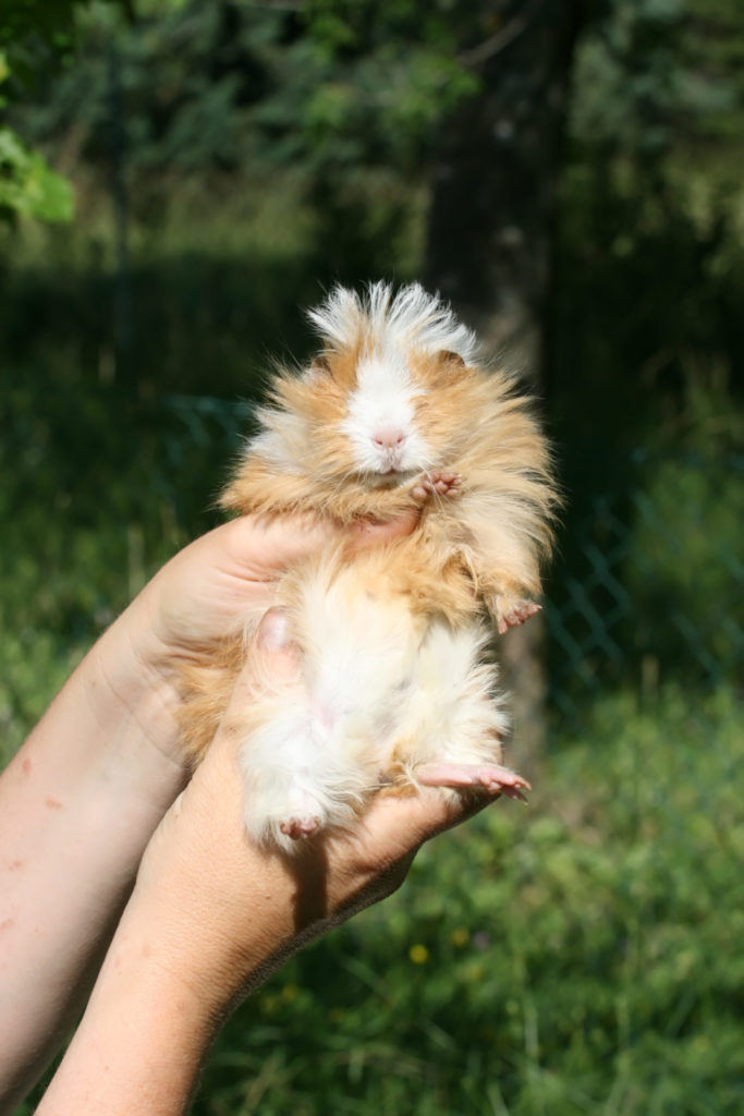 What Are The Causes Of Guinea Pigs Shedding