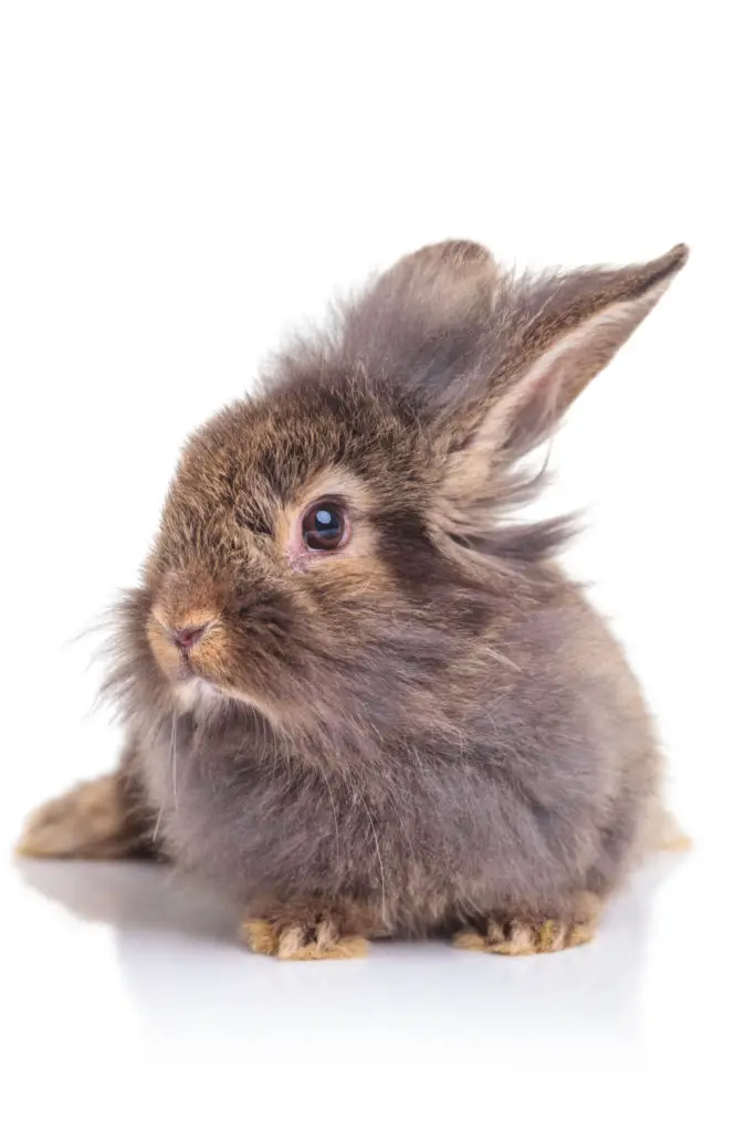 how to groom a lionhead rabbit