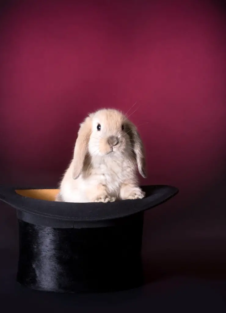 Factors That Affect The Frequency Of Changing Rabbit's Bedding
