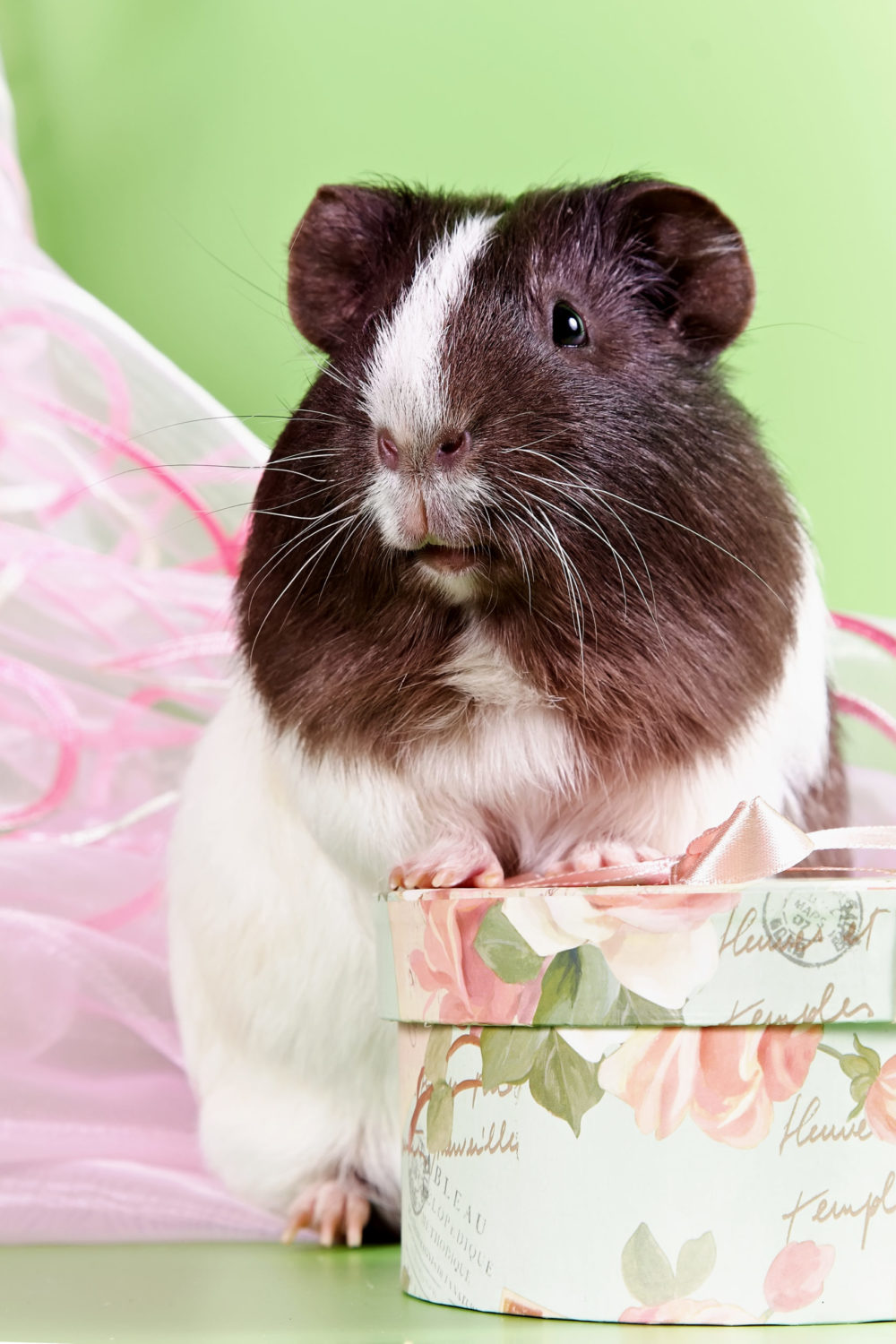 Why Does My Guinea Pig Drink So Much Water? 5 Whys! PetCosset