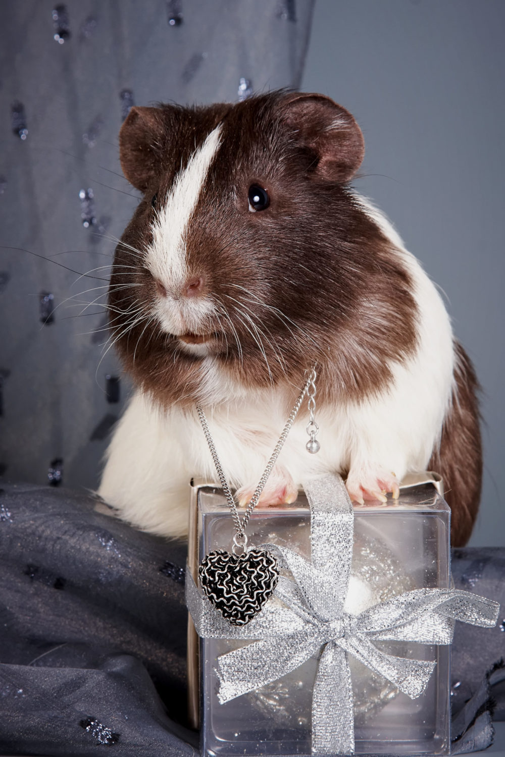 Why Does My Guinea Pig Drink So Much Water? 5 Whys! PetCosset